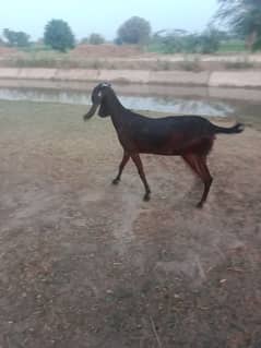 bakri