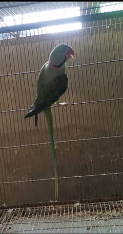 Raw parrot breader male full jumbo size nale tail olx ik eye se and a
