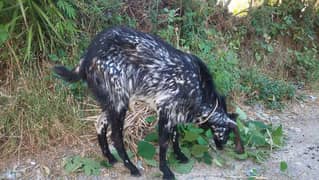 Qurbani Goat for Sale