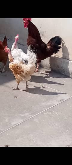 4 hens one rooster for sale