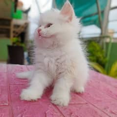 Punch Face Persian Kitten
