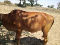 cow /cow for sale/bull/