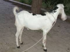 Qurbani Bakra for Sale