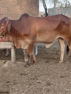 Wacha | bachra | cow | Brahman bachra | Gulabi bachra