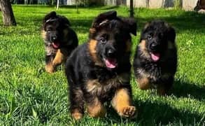 German Shepherd long haired Puppies