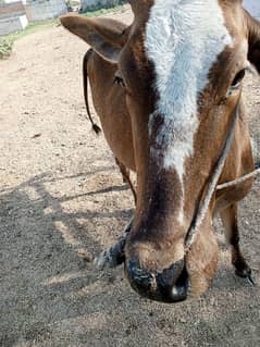 cow for sale/ Bakra Eid/ befflow / Eid