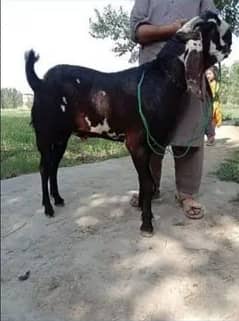 desi Bakra for sale/0313=49==35=287=