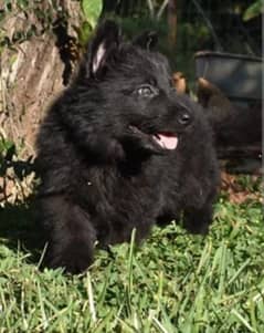 Black shepherd proper long Cort male puppy available