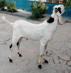 Desi Bakra / Bakra For Sale/ Bakra / Qurbani Ka Janwar / Goat For Sale