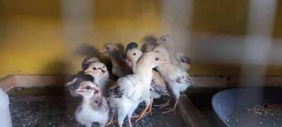 Aseel meinawali chicks 0