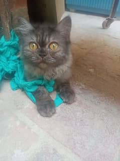 Black Cat Persian in punch face male 5 Months for contact 0300-7182827