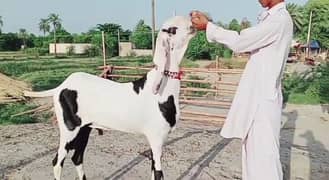 2 dant Mein rajanpuri bakra for sale WhatsApp on 0314,4720143