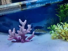 imported acrylic aquarium in good condition