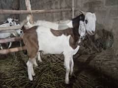 bakra