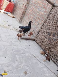 aseel murgi with chicks