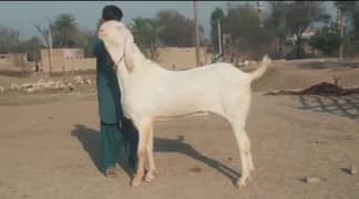 2 dant Mein rajanpuri bakra for sale call on hai 03144720143