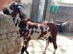 Qurbani wala Bakra for sale