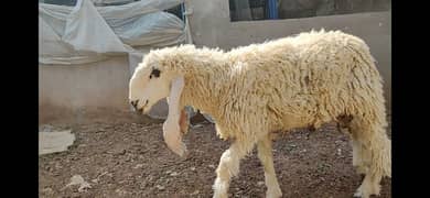 mundra/kajla/sheep for sale @1400/kg