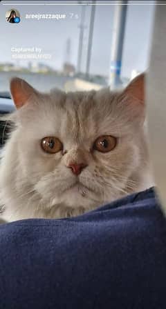 Persian Cat