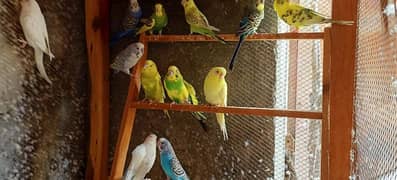 Full breeder pairs of Australian parrots for sale