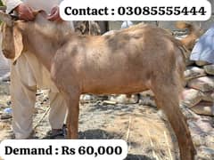 Heavy Qurbani Goats For Sale