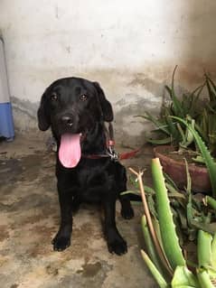 Labrador female dog/age 6 month/03481047687whatsapp contact