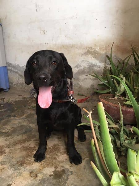 Labrador female dog/age 6 month/03481047687whatsapp contact 0