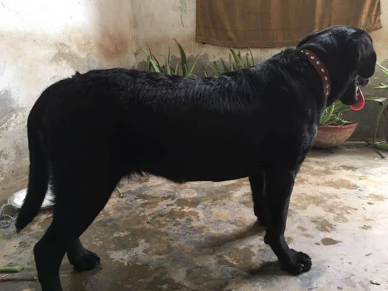 Labrador female dog/age 6 month/03481047687whatsapp contact 1