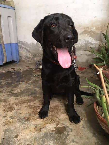 Labrador female dog/age 6 month/03481047687whatsapp contact 2