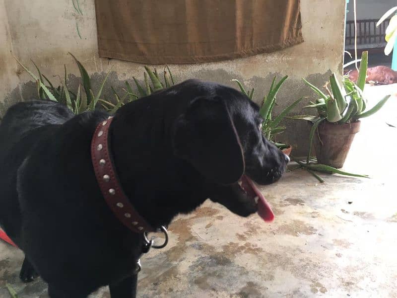 Labrador female dog/age 6 month/03481047687whatsapp contact 3
