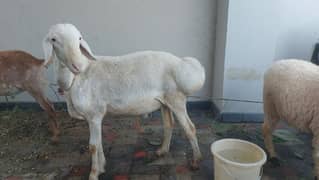 bakra | Dumba | sheep | Makkhi China bakra Qurbani 2024