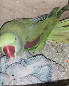 Talking Parrot Chick