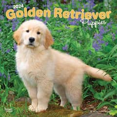 golden retriever puppies available