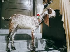 2 dant donda goat ,bakra for sale holesale home breed good for qurbani