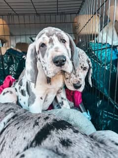 great Dane female puppies available