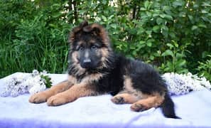 German shepherd puppies available