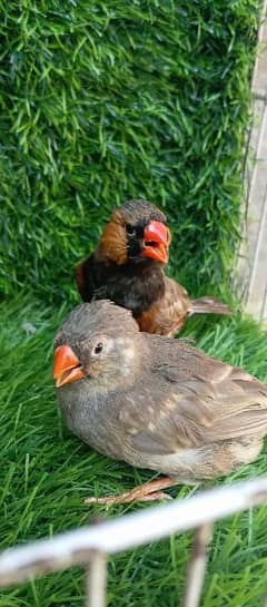 Orange Finches pair