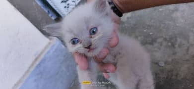 04 Persian kittens for Sale (45 Days Age)