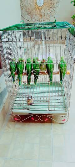 7 Green Ringneck Parrot Chicks Urgent Sale.