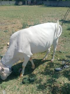 Qurbani werri | Cow | wachi | Janwar | Dondi cow|qurbani janwar