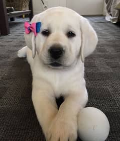 Labrador puppies available looking for a new home