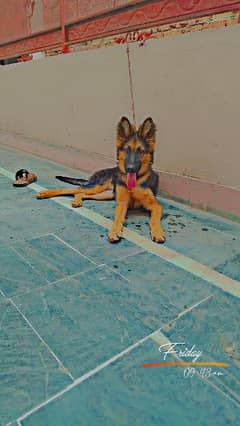 German shepherd long coat female