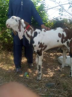 Qurbani kay bakray/ for sale