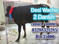 Desi Wacha / 2 Danth نہایت مناسب قیمت میں قربانی کا جانور