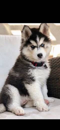 husky puppies available wooly coat blue eyes