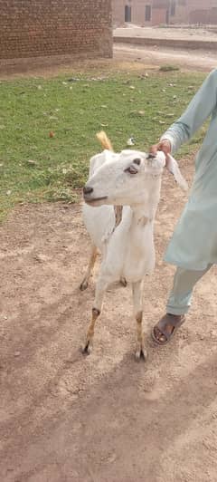 qurbani goat / lailpuri / Bakra / Goat for sale
