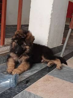 German shepherd male puppy available