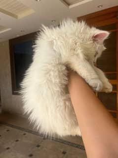 Persian white kitten male