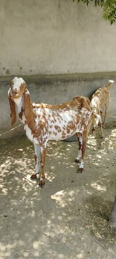 Healthy Female Goat and her female kid