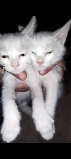 Double coat Persian